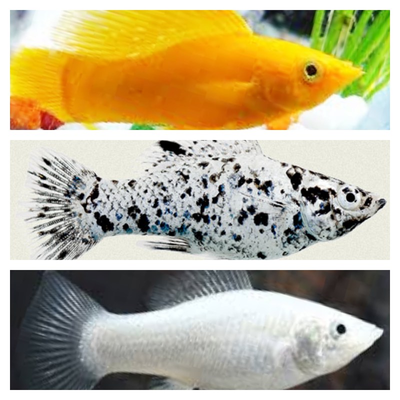 Poec.velifera   Hoogvinkarper mix M @